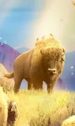 Buffalo Win